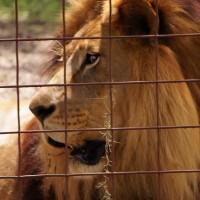 Joseph-lion-Big Cat Rescue