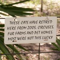 Big Cat Rescue in Tampa, FL – A Sanctuary for the Abused, Abandoned, and Saved