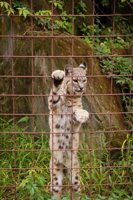 Bobcat-2-Big Cat Rescue