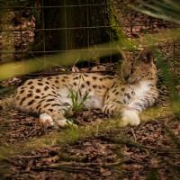 Frosty - White Footed Serval - Big Cat Rescue