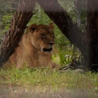 Nikita - Lioness-Big Cat Rescue
