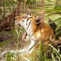 TJ - Tiger-Big Cat Rescue