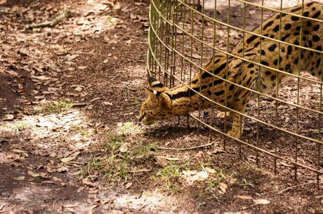Serval - Desiree - Big Cat Rescue