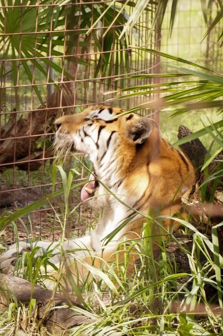 TJ - Tiger-Big Cat Rescue Coupon