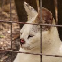 White Serval Big Cat Rescue