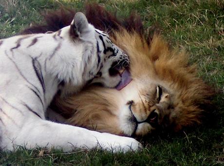 Cameron & Zabu - Big Cat Rescue