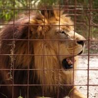 Joseph-lion-2-Big Cat Rescue