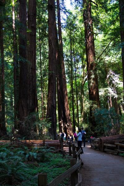 muir woods 4 400x600 San Francisco: Golden Gate Bridge and Muir Woods