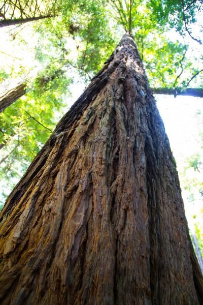 muir woods 5 400x600 San Francisco: Golden Gate Bridge and Muir Woods