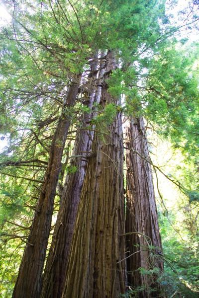 muir woods 400x600 San Francisco: Golden Gate Bridge and Muir Woods