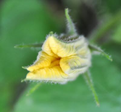 Squash Blossoms