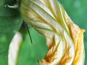 Squash Blossoms