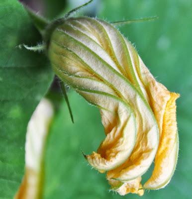 Squash Blossoms