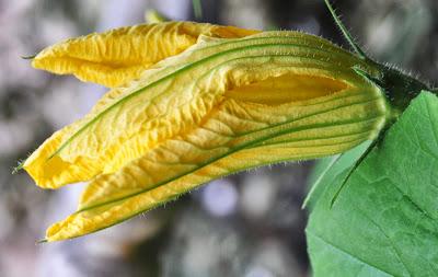 Squash Blossoms