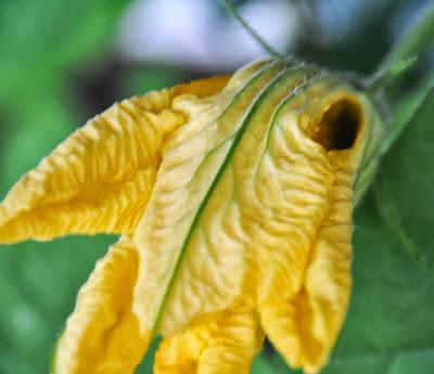 Squash Blossoms