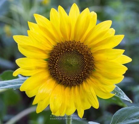 Sunflower © 2013 Patty Hankins