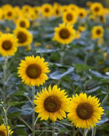 Sunflowers © 2013 Patty Hankins