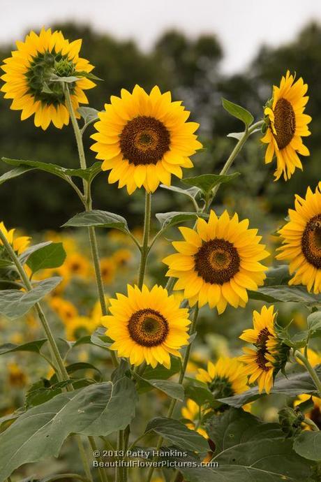 Sunflowers © 2013 Patty Hankins