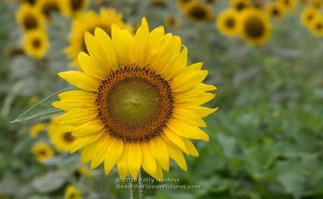 Sunflower © 2013 Patty Hankins