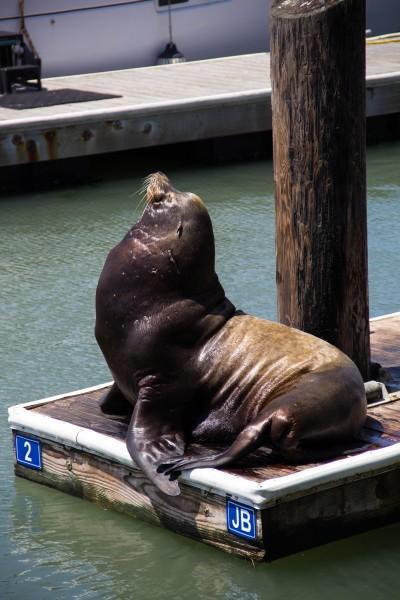 pier 39 400x600 San Francisco: Alcatraz and Walking Around Downtown 