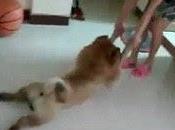 Plays Dead Avoid Bath Time Goes Mega Viral (Video)