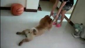 Dog Plays Dead To Avoid Bath Time Goes Mega Viral (Video)