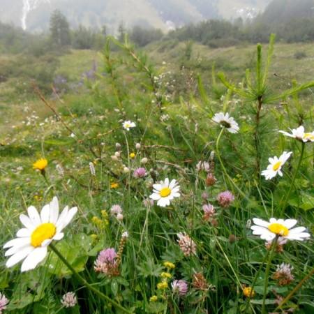 wild daisies seen while trekking the Tour du Mont Blanc