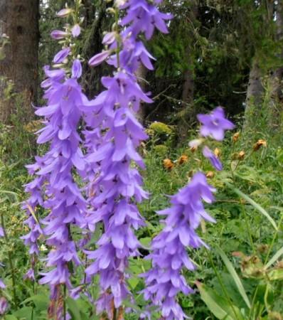 Purple wildflowers seen on the Tour du Mont Blanc