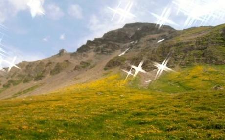 yellow wildflowers seen on the Tour du Mont Blanc