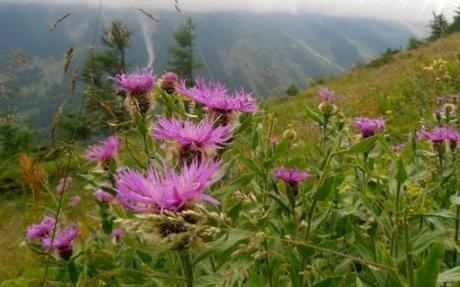 pink wildflowers seen on the Tour du Mont Blanc