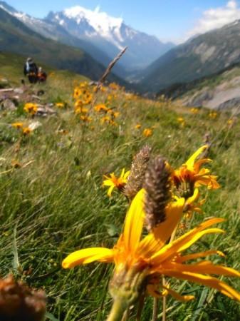 Yellow wild flowers and a view of Mont Blanc from France.