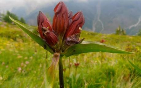 Close up of red wildflower seen while trekking Mont Blanc