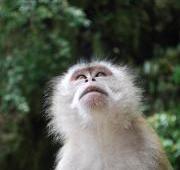 Crab-Eating Macaque