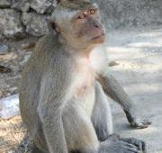 Crab-Eating Macaque