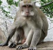 Crab-Eating Macaque