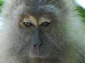 Featured Animal: Crab-Eating Macaque