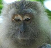 Crab-Eating Macaque