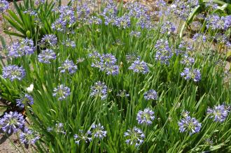 Agapanthus campanulatus (27/07/2013, Kew Gardens, London)