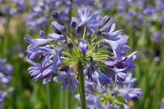 Agapanthus campanulatus Flower (27/07/2013, Kew Gardens, London)