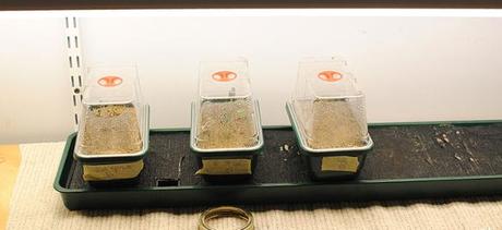 separate seed-starting trays allow seven different plants to be started at once.