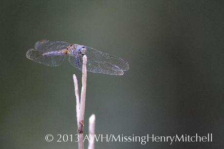 blue dragonfly, species unknown