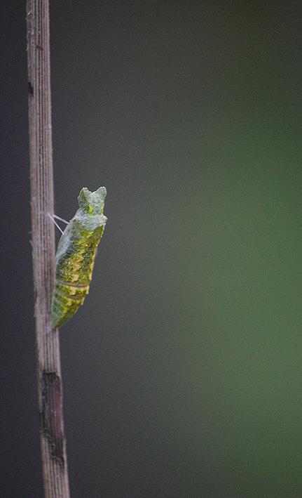 swallowtail butterfly chrysalis