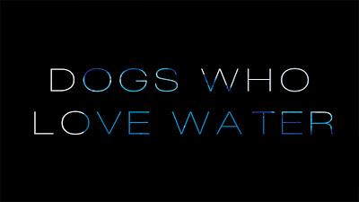 VIDEO: 27 Adorable DOGS Who LOVE to be Around Water!