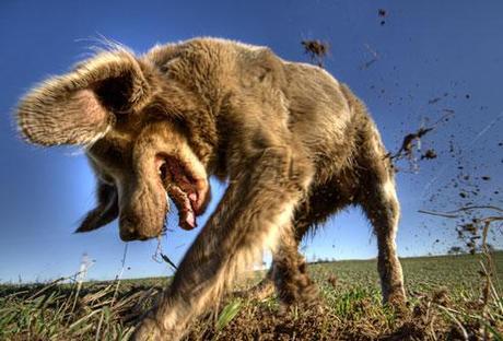 dog digging