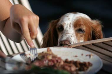 dog begging