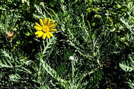 AsWeSawIt Sintra 8777 L Friday Foto – Pena Castle Garden – Yellow in a Sea of Green