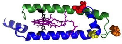 Antennas are made up of modules: a two-peptide dyad (side view shown above) with the pair of bacteriochlorophyll molecules (purple) in the middle. The bacteriochlorophylls absorb light and trap the energy transferred from other pigments. The additional pigmentsare attached at carefully chosen sites (red, orange and yellow) on the beta peptide (the green helix), or the top end of the alpha peptide (blue helix). (Credit: Dewey Holten / PARC)