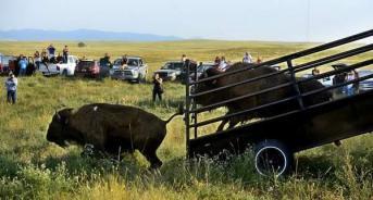  Rion Sanders/Great Falls Tribune Read more at http://indiancountrytodaymedianetwork.com/2013/08/23/bison-return-fort-belknap-after-century-151007