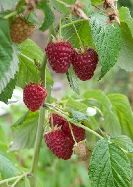 Polka raspberries