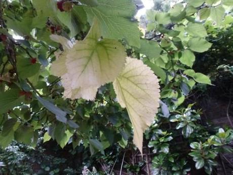 The leaves on this mulberry tree have turned yellow
